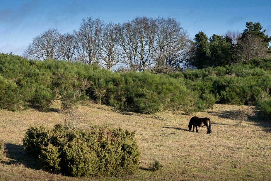 Molslaboratoriet ligger i Nationalpark Mols Bjerge og har siden 2016 været del af en rewildingprojekt drevet af Naturhistorisk Museum Aarhus. Nu er området blevet solgt til en dansk fond.