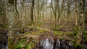 Krav om biodiversitetslov skal styrke rammerne for naturbeskyttelse i kommuner