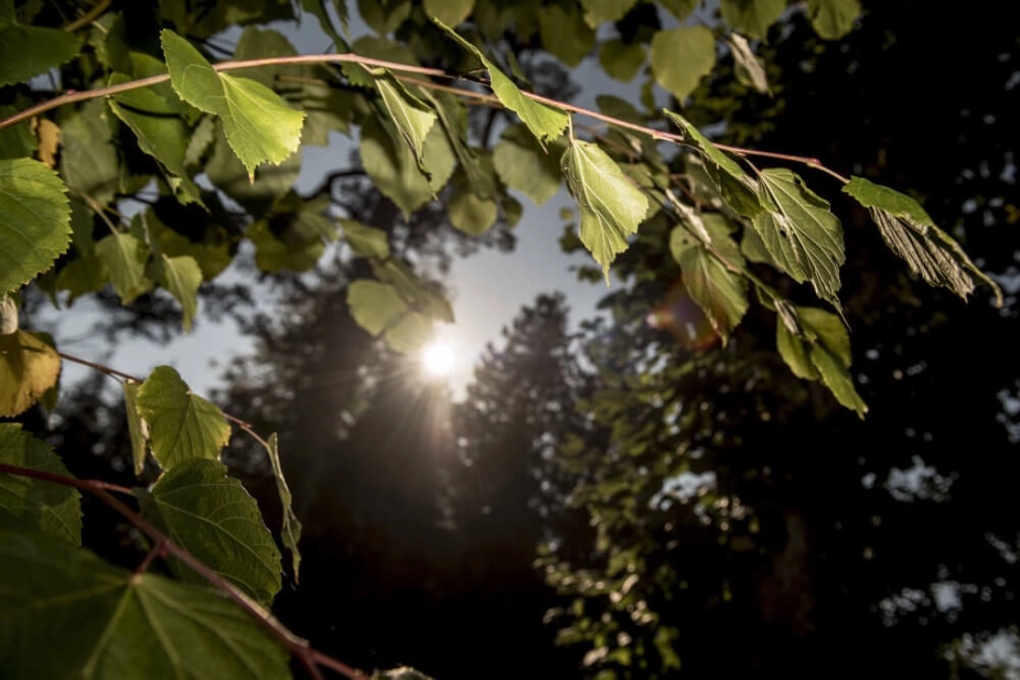 Et ægtepar er ved Retten i Kolding tiltalt for groft hærværk ved at have fjernet et beskyttet naturområde. (Arkivfoto).
