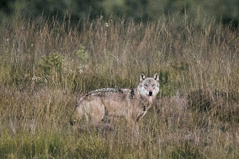En vild ulv i Vestjylland ses her i september sidste år.