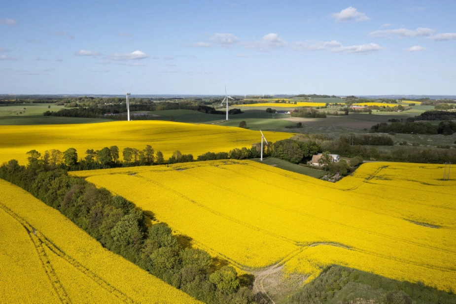Flere hundredtusind hektar skal i fremtiden omdannes til skov gennem den grønne trepart. (Arkivfoto).