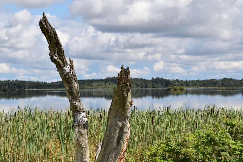 Ruten går forbi Bølling Sø.