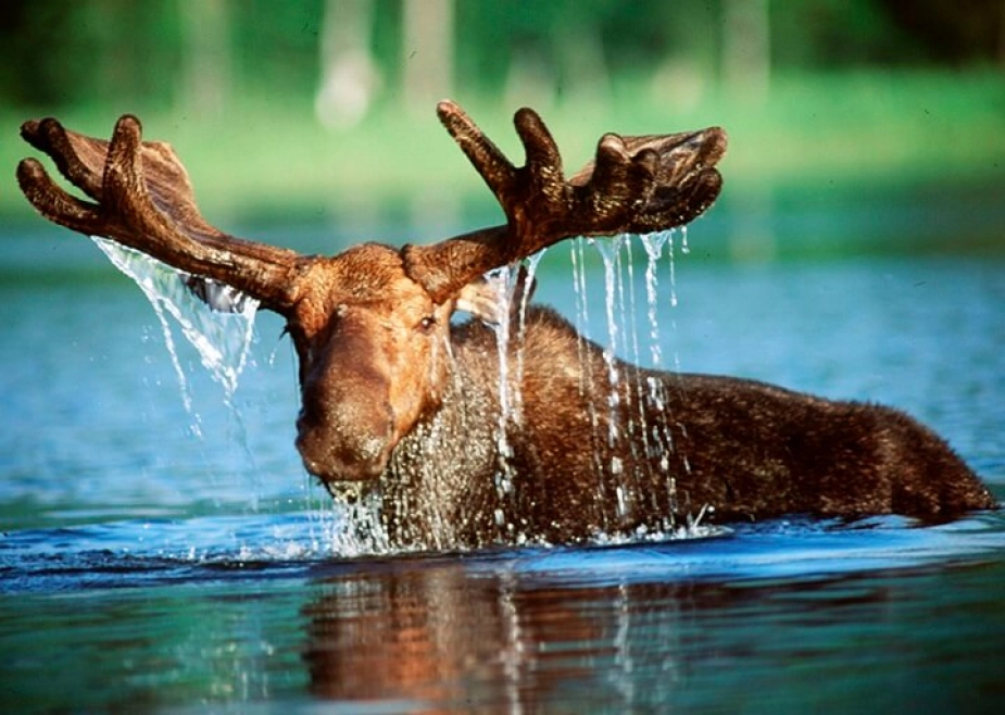 Om et par år kan besøgende i Naturnationalpark Gribskov opleve elgen. Det har parkens bestyrelse afgjort.