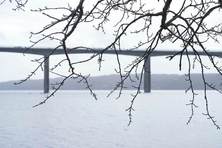 Vejle Kommune gav to påbud til en lodsejer, da entreprenørmaskiner var i gang med at rydde en skrænt ned til Vejle Fjord, uden at der var givet tilladelse til det. (Arkivfoto)