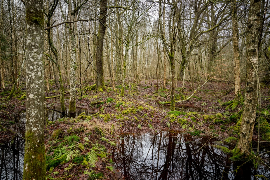 En biodiversitets lov skal sikre 30 procent beskyttet natur på land og på havet. Heraf skal 10 procent være strengt beskyttet.
