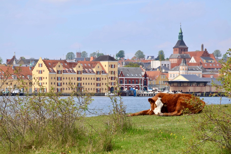 Køerne færdes på Tåsinges nordspids har udsigt til Svendborg by. I omlægningsplanen foreslås det flere steder at erstatte almindelig landbrugsdrift med naturformål, f.eks. med afgræsning af kvæg. Det gælder bl.a. på Skarø, Drejø og Siø, hvor der lægges op til at tage alle landbrugsarealer ud af drift.